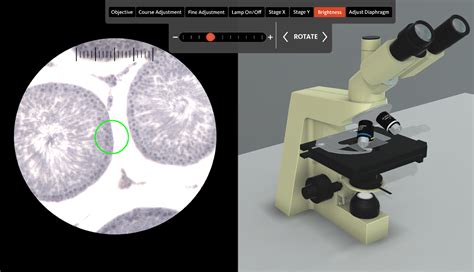 Compound Microscope Virtual Lab