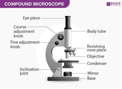 Compound Microscope Working Diagram