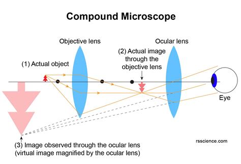 Compound Microscope Works On The Principle Of