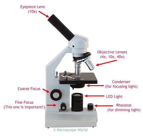 Compound Microscopes Contain