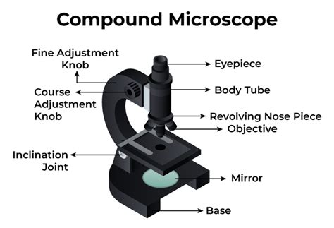 Compound Microscopes Resolution