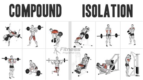 Compound Vs Isolation Exercises