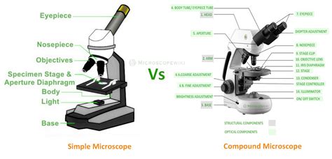 Compound Vs Simple Microscope