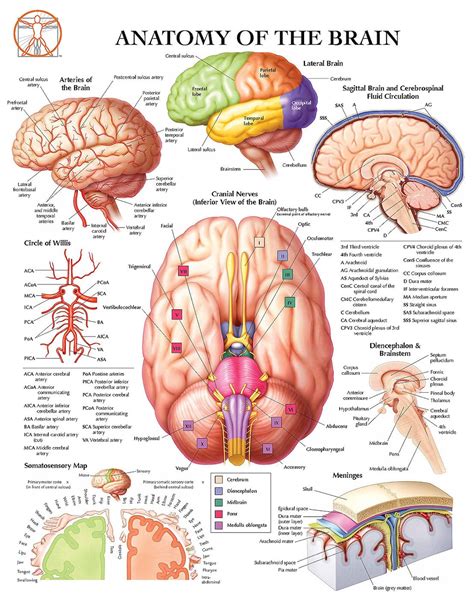 Unveil the Mysteries: A Comprehensive Brain Guide to Anatomy and Functions