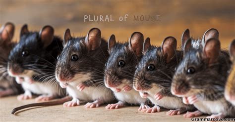 Computer Mice In Plural