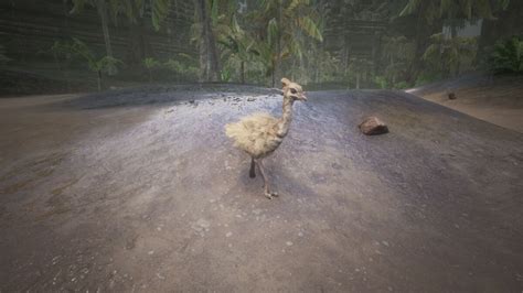 conan ostrich chick