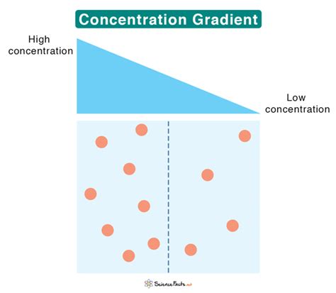 concentration gradient meaning in tamil