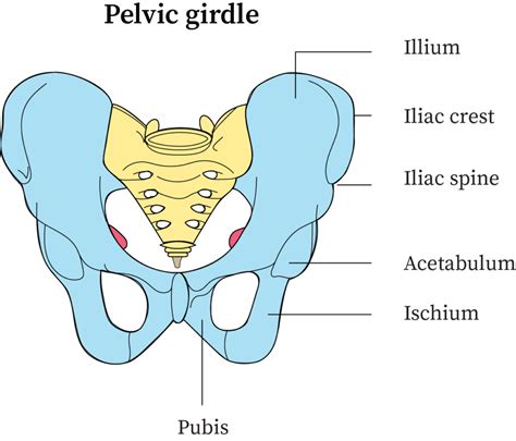 Concept Map Bones Of The Pelvic Girdle