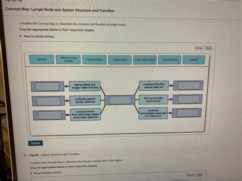 Concept Map Lymph Node And Spleen Structure And Function