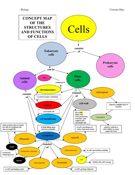 Concept Map Of Cell Structure