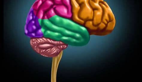 Cerebro Humano | Medicine studies, Human anatomy and physiology