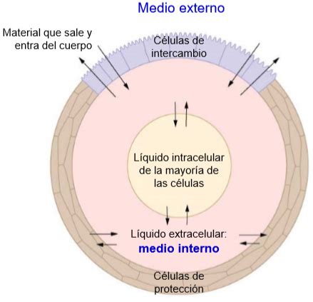 Medio Interno WebFisio