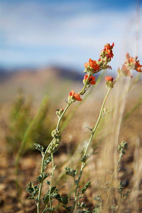 Desert Flower; FGM-Female Genital Mutilation, Unite for Children