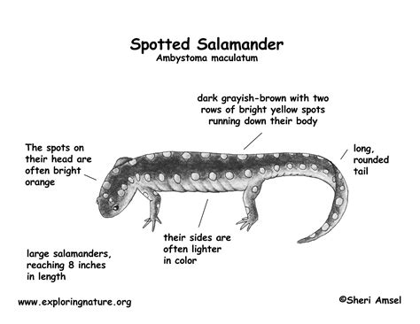 Fire Salamander Diagram