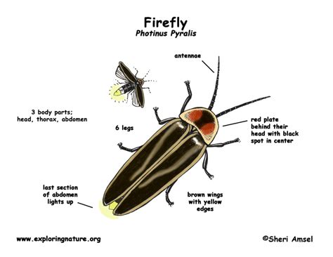 Firefly Insect Diagram