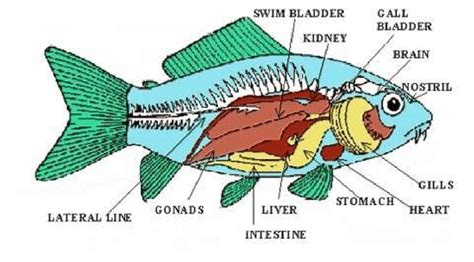 Fish Organs Diagram