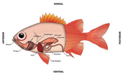 Fish Ovaries Diagram