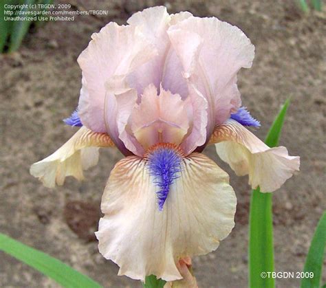 Concertina Iris