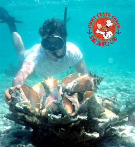 Snorkeling and Conch Diving Cruise Caicos Dream Tours