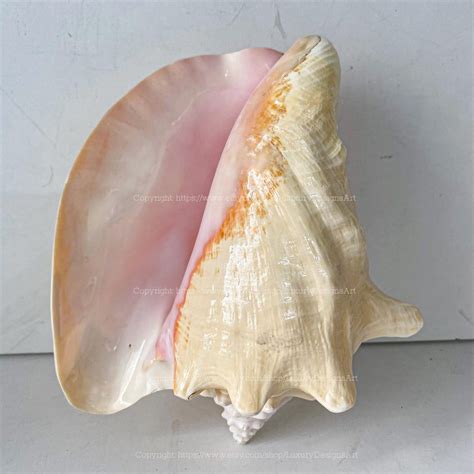 Conch Shell Decor