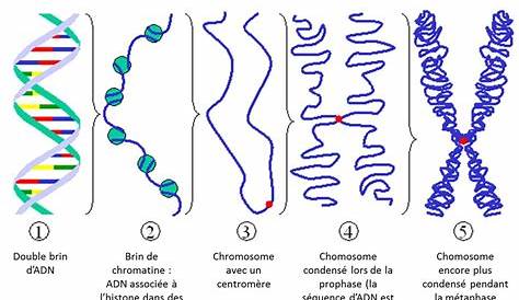 Condensation Adn Biology. Drawing Of DNA / Biología. Dibujo De