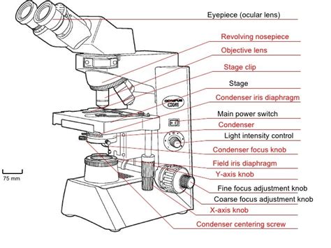 Condenser Focus Knob Microscope Function