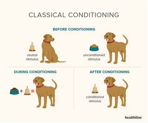 Conditioning On Dog