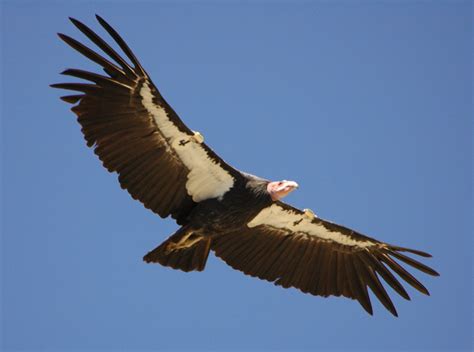 condor birds of prey