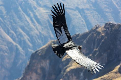 Condor flying Colca Canyon