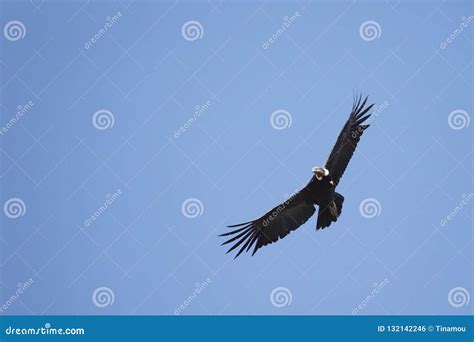 condor soaring