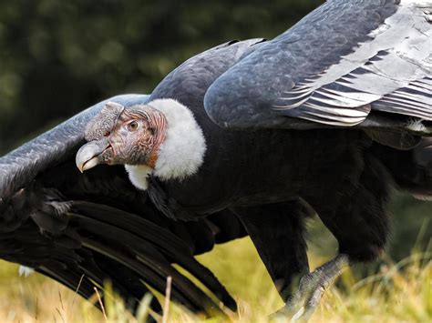 condor wingspan in feet