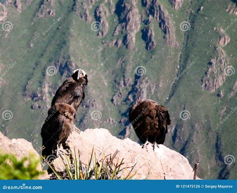 condors at Cruz del Condor