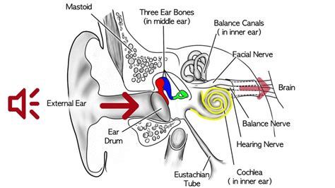 conductive hearing loss left ear icd 10