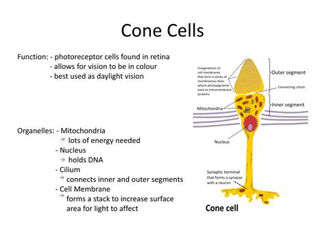 Cone Cell Function And Special Features