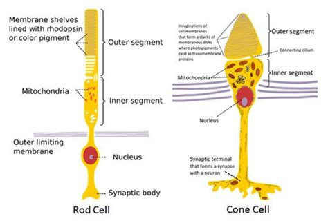 Cone Cell Rods