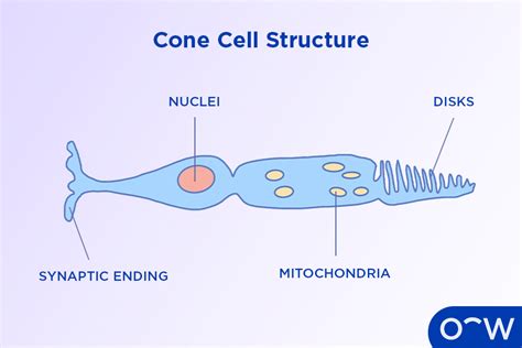 Cone Cells Class 10
