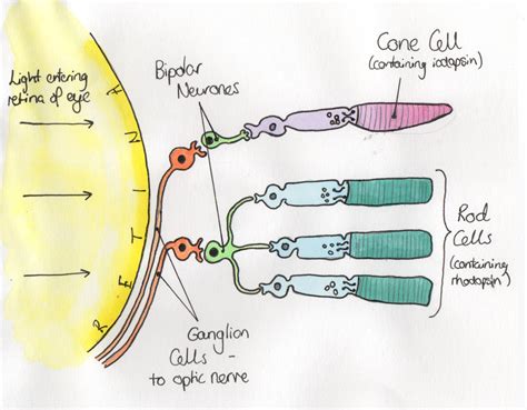 Cone Cells Zapfen