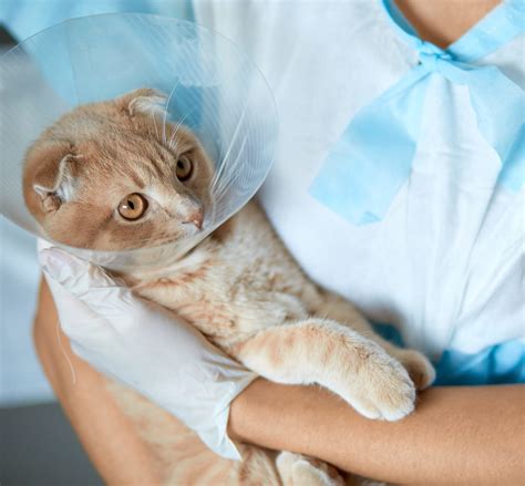 Cone Collar In Cat