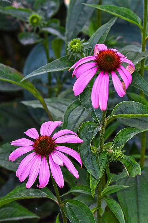 Cone Flowers In Containers