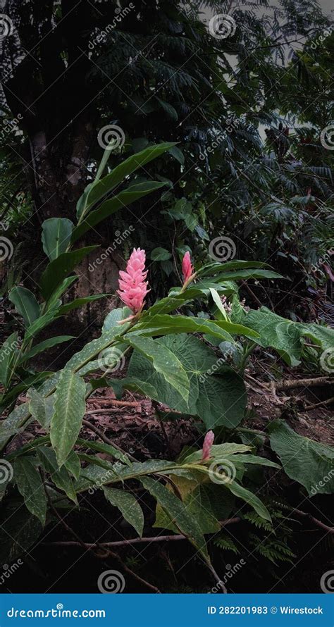 Cone Ginger Flowers