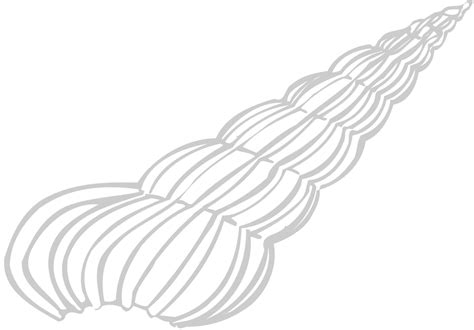 Cone Shell Clipart