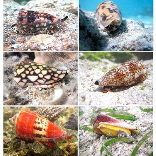 Cone Snails Lifespan
