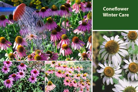 Coneflower Care Winter