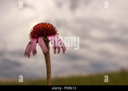 Coneflower Color Fading