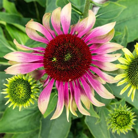 Coneflower Lowes