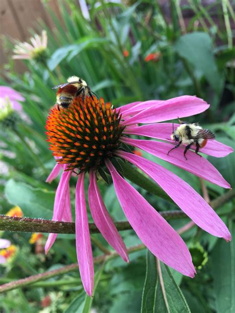 Coneflowers Attract Bees