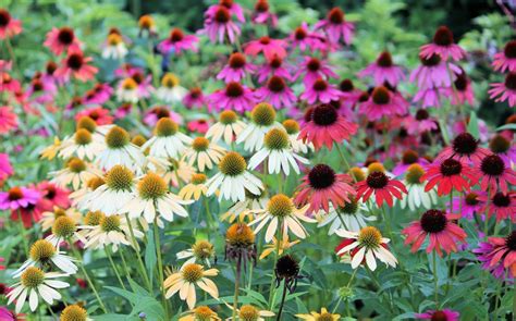 Coneflowers Colors