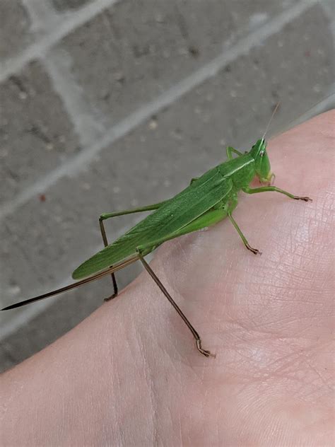 Conehead Katydid Bite