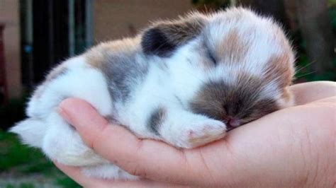 big pink bunny rabbit Poteusa Loppy plush toy from Japan modeS4u