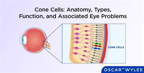 Cones In The Eye Function